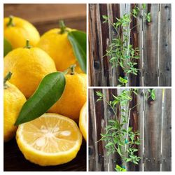 Semi Dwarf Yuzu Citrus Fruit Tree in 5 Gallon Pot Live Plant
