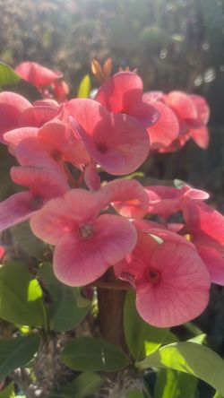 Crown Of Thorns Plant