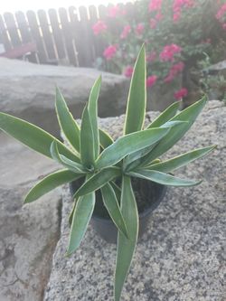 Planta de agave (2)