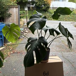 Large Monstera Plant