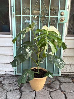 Monstera Albo plant