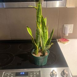 Snake Plant