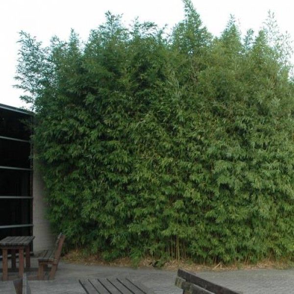 Privacy Bamboo ~  ~ Expert Advice
