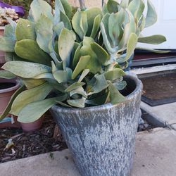 Succulent In clay pot 