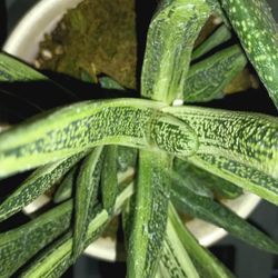 Variety Succulent Plants.