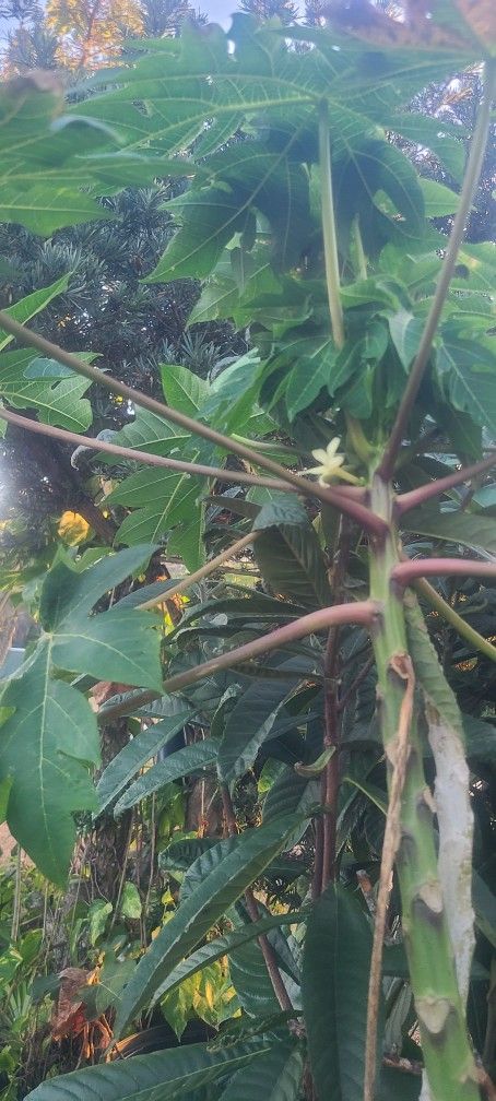 Papaya Tree