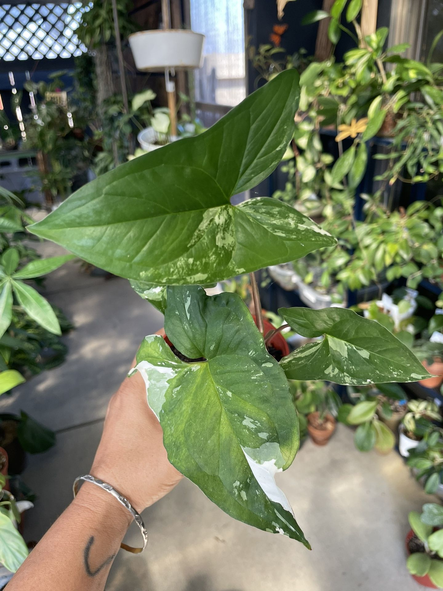 Syngonium Albo - Butterfly π¦ Plant