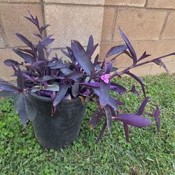 Purple Heart Plant