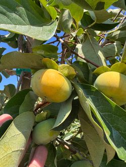 persimmon fuyu