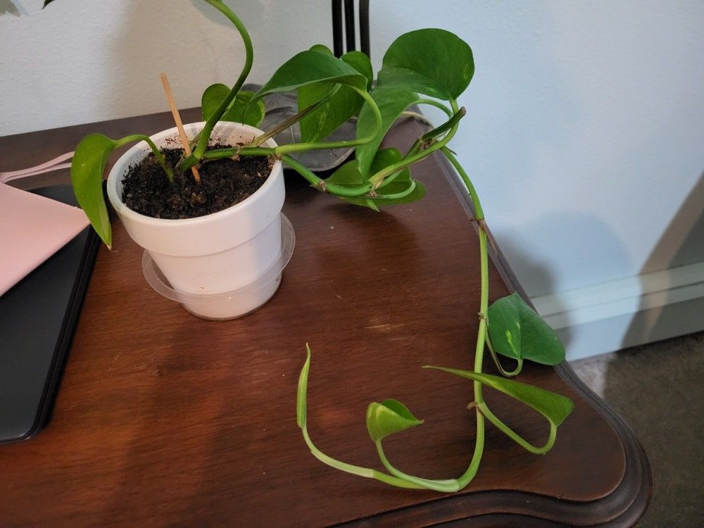 Pothos Plant