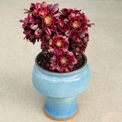 Succulents plants （Aeonium Medusa Rare Succulent）