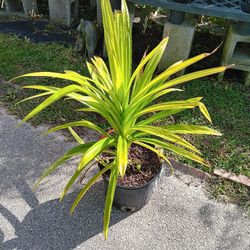 Pandan Leaves 3gal Plant 