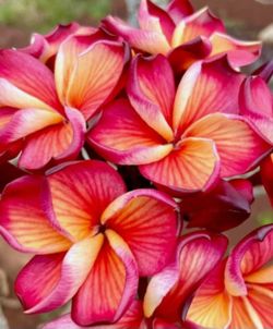 (VERY RARE) PLUMERIA ( J.L. HAWAIIAN CLASSIC ) GRAFTED ROOTED CUTTING PLANT IN POT 17"-1 TIP.