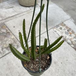 6” Stapelia Leendertziae
