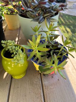 Cotiledon $ succulent Plant