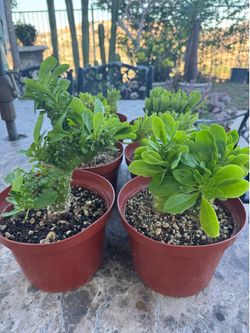 Monadenlum plants
