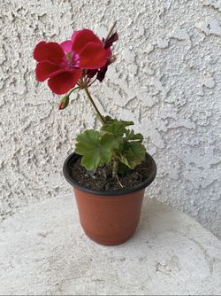 4 Inch Pot - Horseshoe Geranium - Pelargonium Zonale - Indoor Outdoor Plant - Purple flowers Year Round - Rooted & Established - Drought Resistant