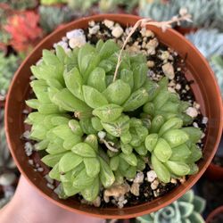 Rare Succulents 