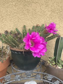Cactus With Pot