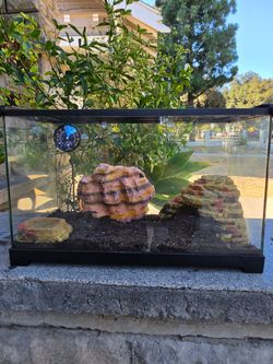 Leopard Gecko and tank