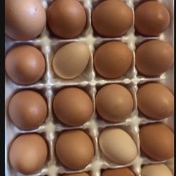 Fresh Eggs