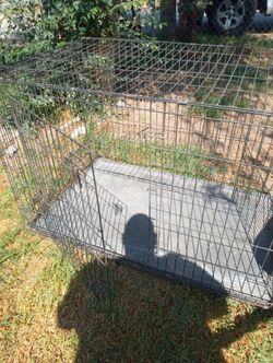 Large dog house