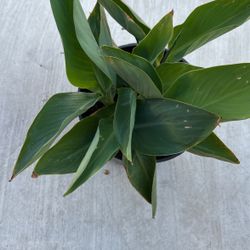 Canna Lily