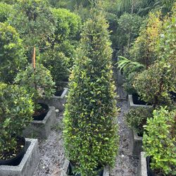 Cone Topiary On 3 gls Pot. SPECIAL PRICE 🤩