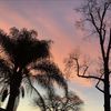 Savannah