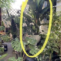See description***7.5-8ft white bird of paradise; exact plant; white ceramic pot not included; 95820