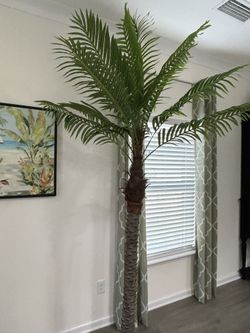 Patio Palm Tree