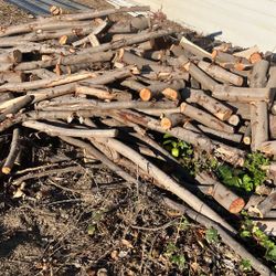 Free Firewood, Laurel Wood 