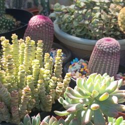 Succulent Plants.