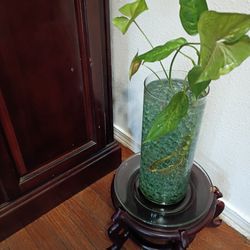 BEUTIFULL PLANT 😍 