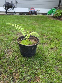 fern plant $3 Each