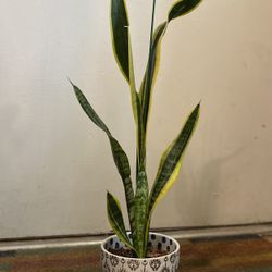 Indoor Mother-in-Law Or Snake Plant