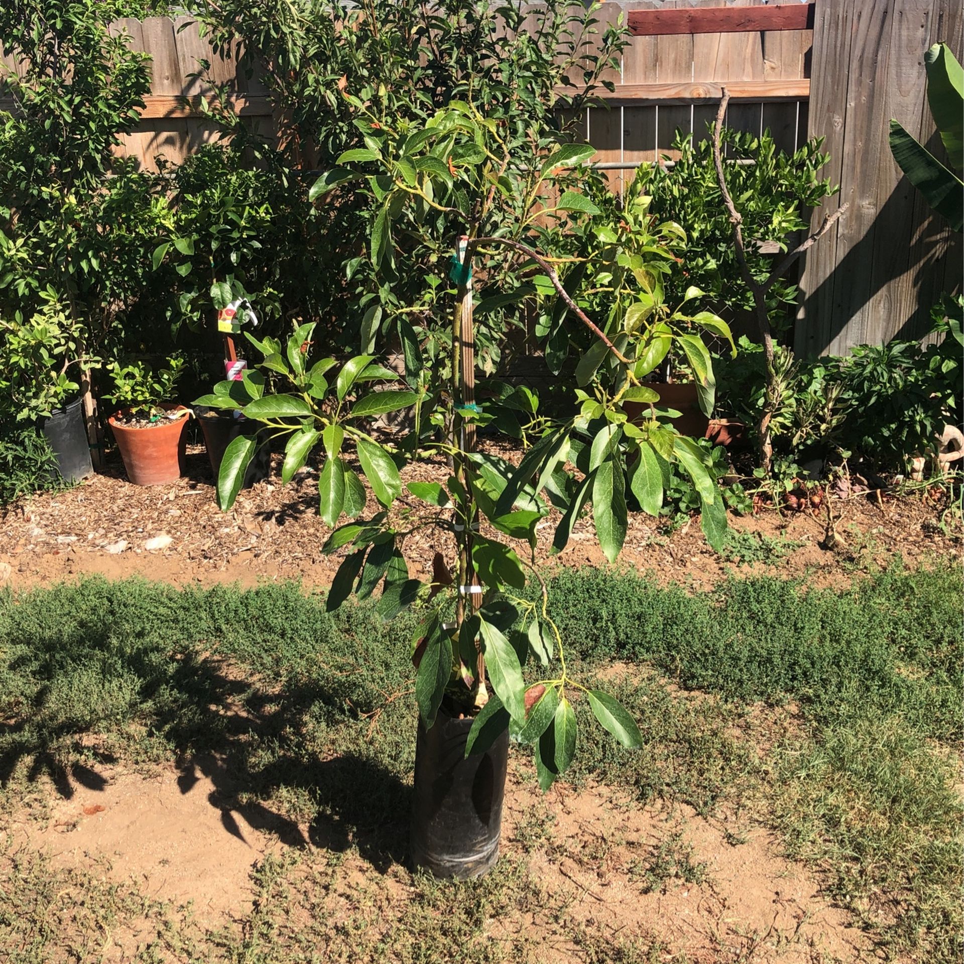Hass Avocado Tree Grafted On Dusa