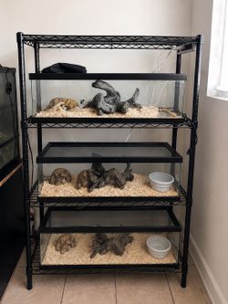 Complete Reptile Rack Setup