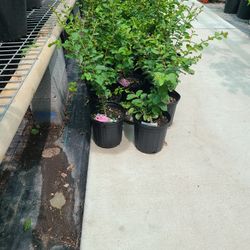 Crape Myrtle Trees 1gallon 2ft Tall 