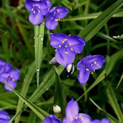 Tradescantia bracteata

Blue Flowers All Summer 
