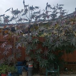 Castor Plants,Pods,and Seeds for Sale👍