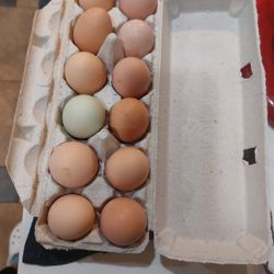 Eggs