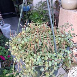 Blooming Strings of Turtles Plant $38