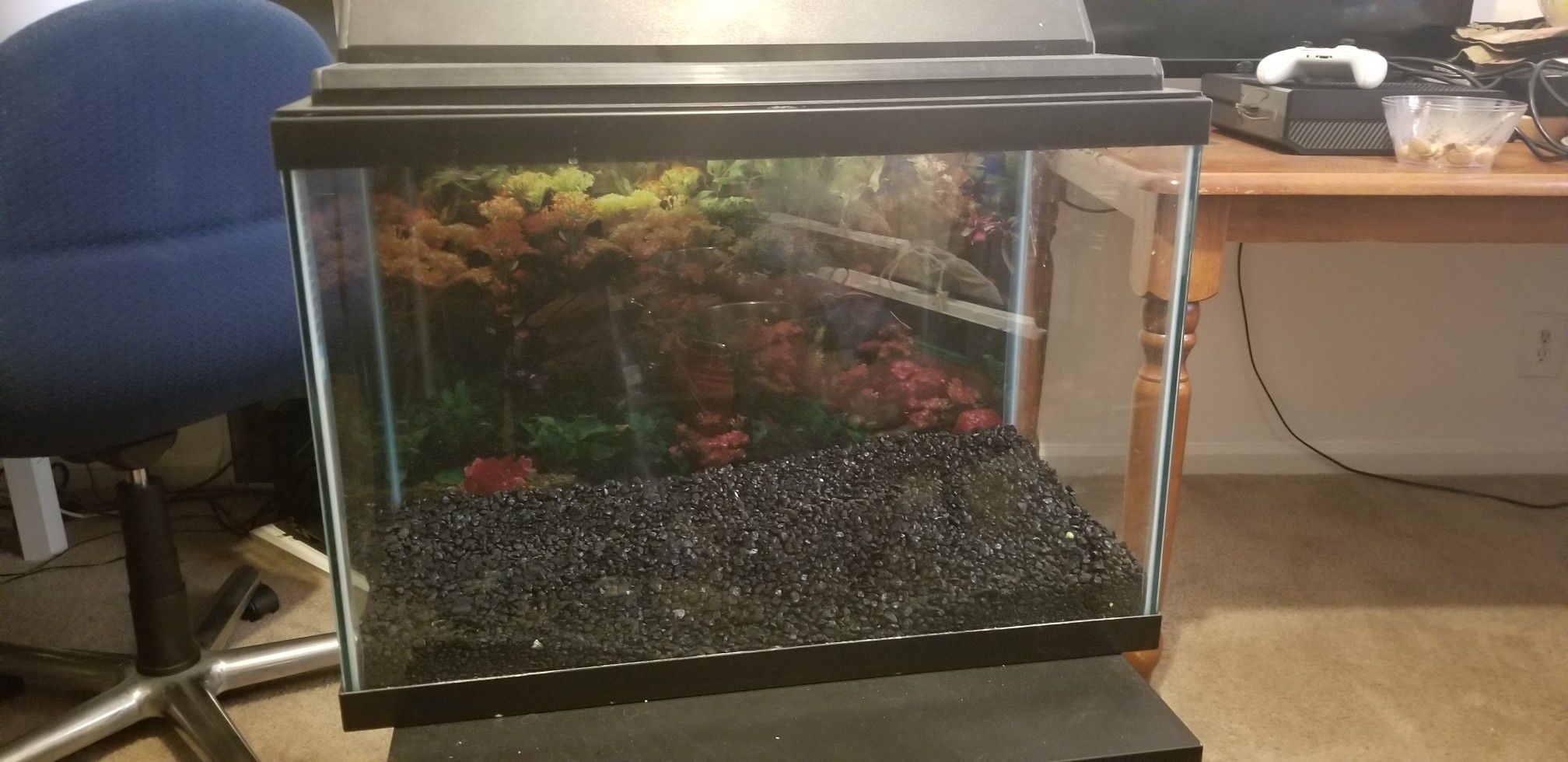 20 gallon aquarium