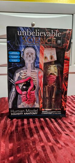 Human Model Squishy Anatomy Figure