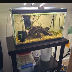 10 Gallon Aquarium Set Up