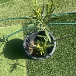 OLEANDER REAL PLANT WHITE COLOR FLOWERS