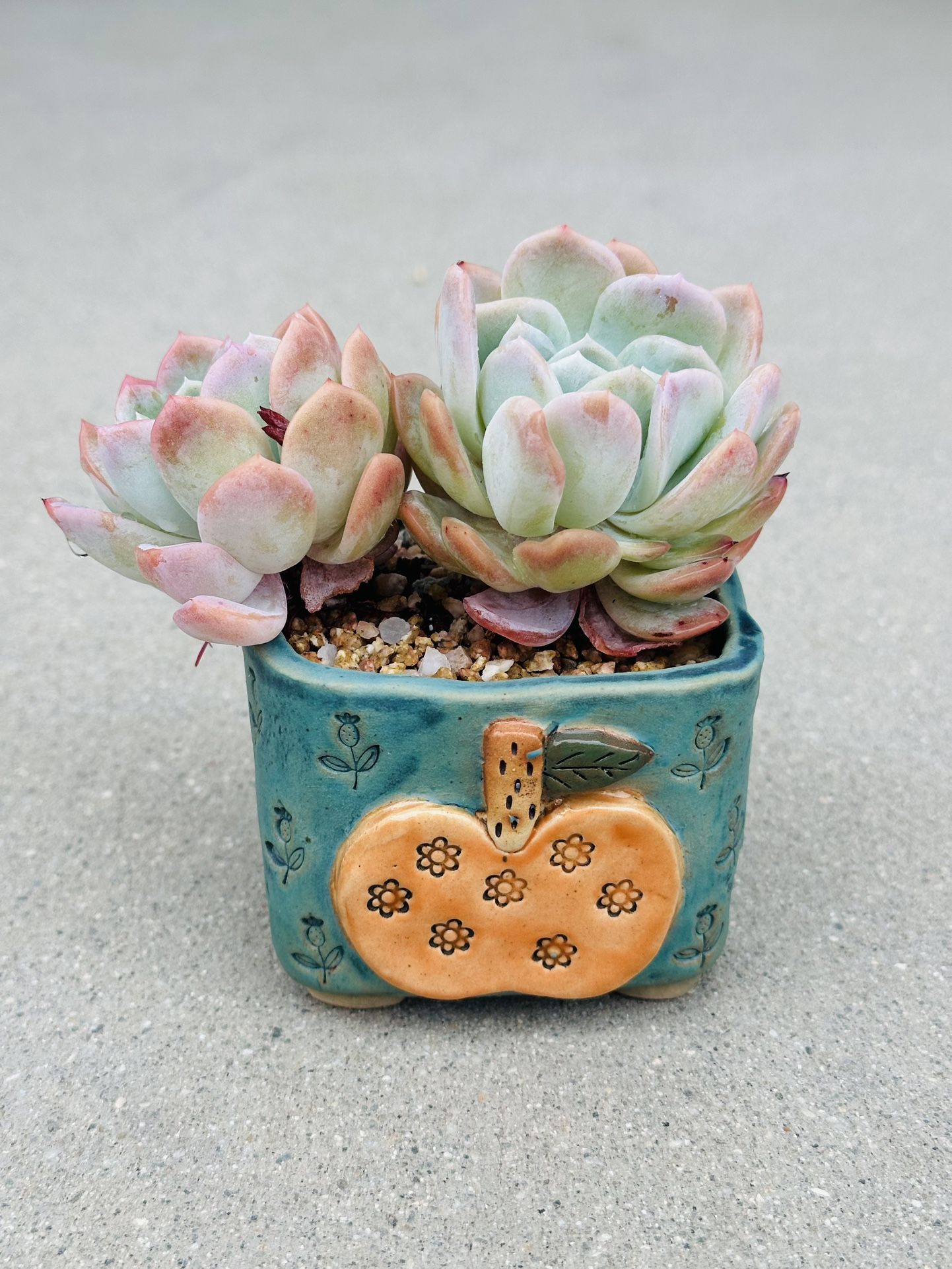 Succulents plants 🪴