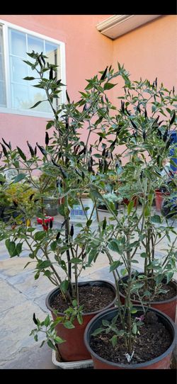 Black Corba chili plant