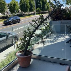 Succulent Tree 